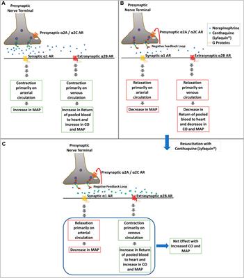 Role of adrenergic receptors in shock